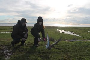 KD - releasing a tagged bird